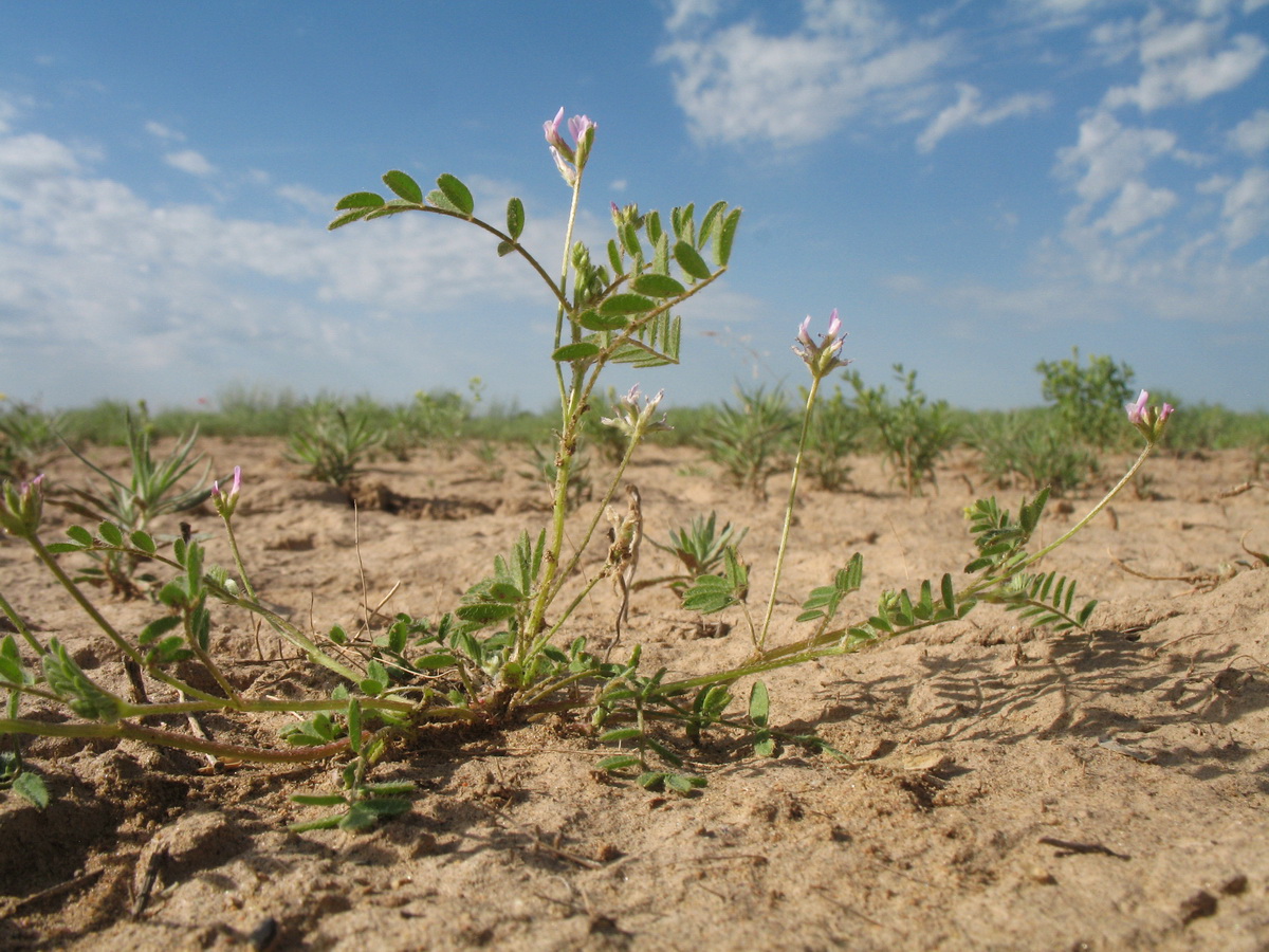 Изображение особи Astragalus filicaulis.