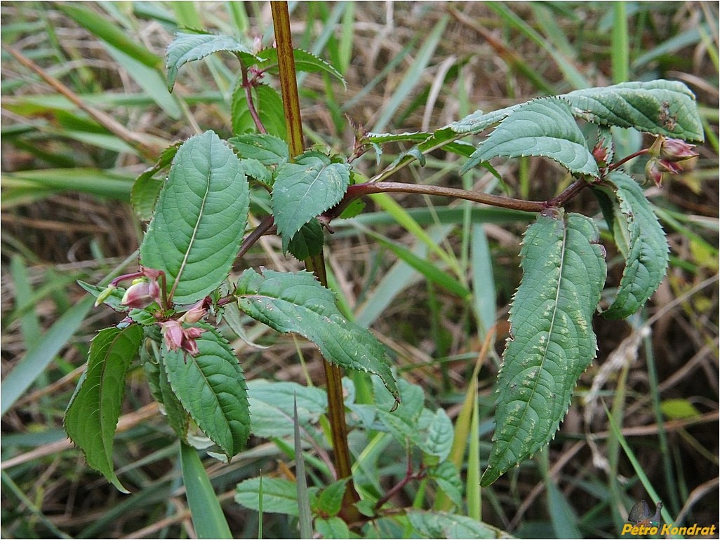 Image of Impatiens glandulifera specimen.