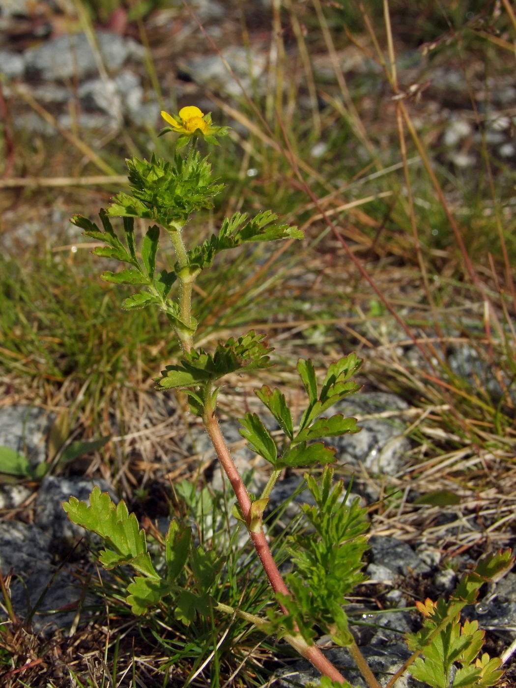 Image of Potentilla supina ssp. paradoxa specimen.