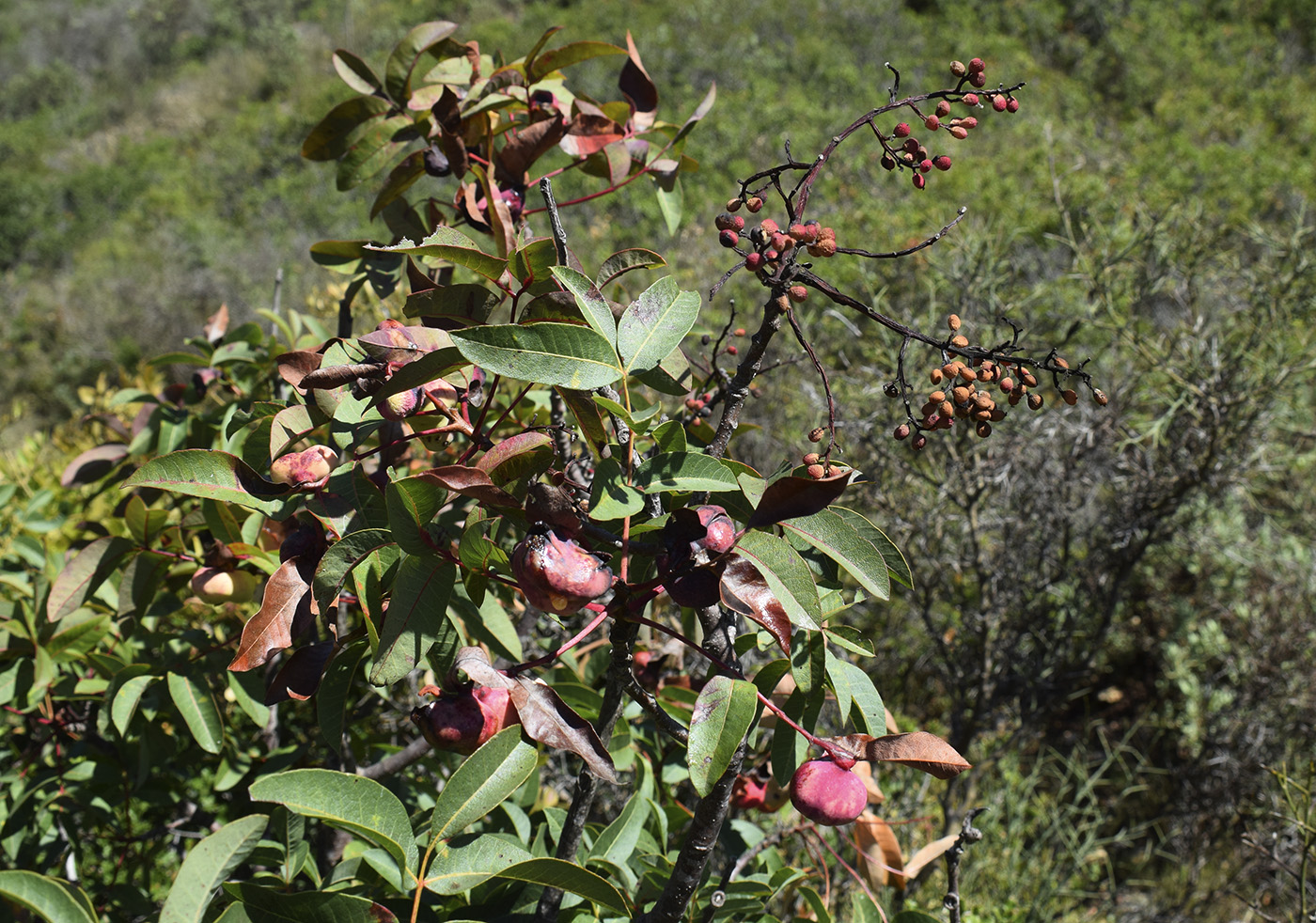 Изображение особи Pistacia terebinthus.