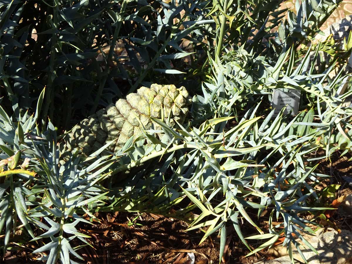 Изображение особи Encephalartos horridus.