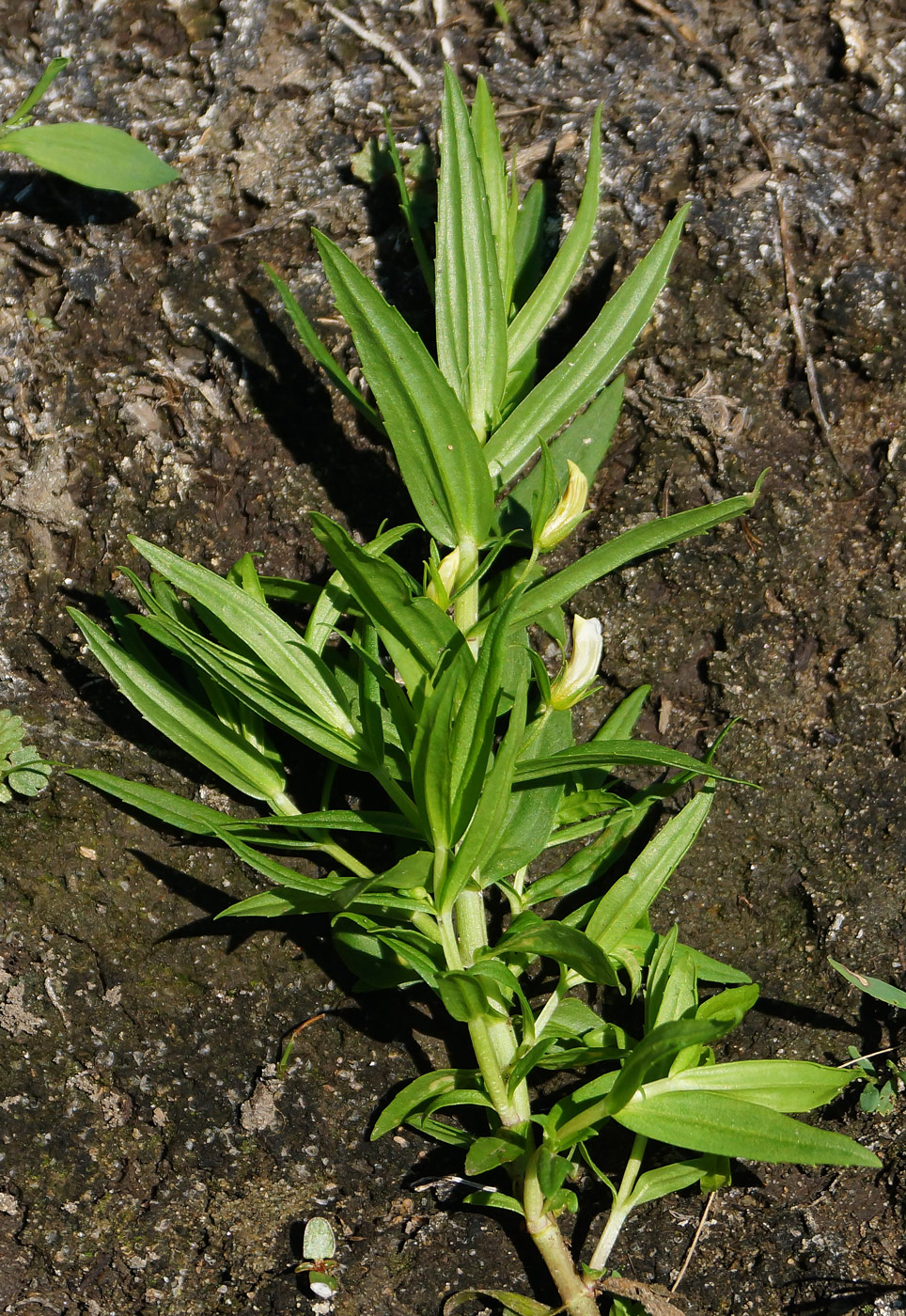 Image of Gratiola officinalis specimen.