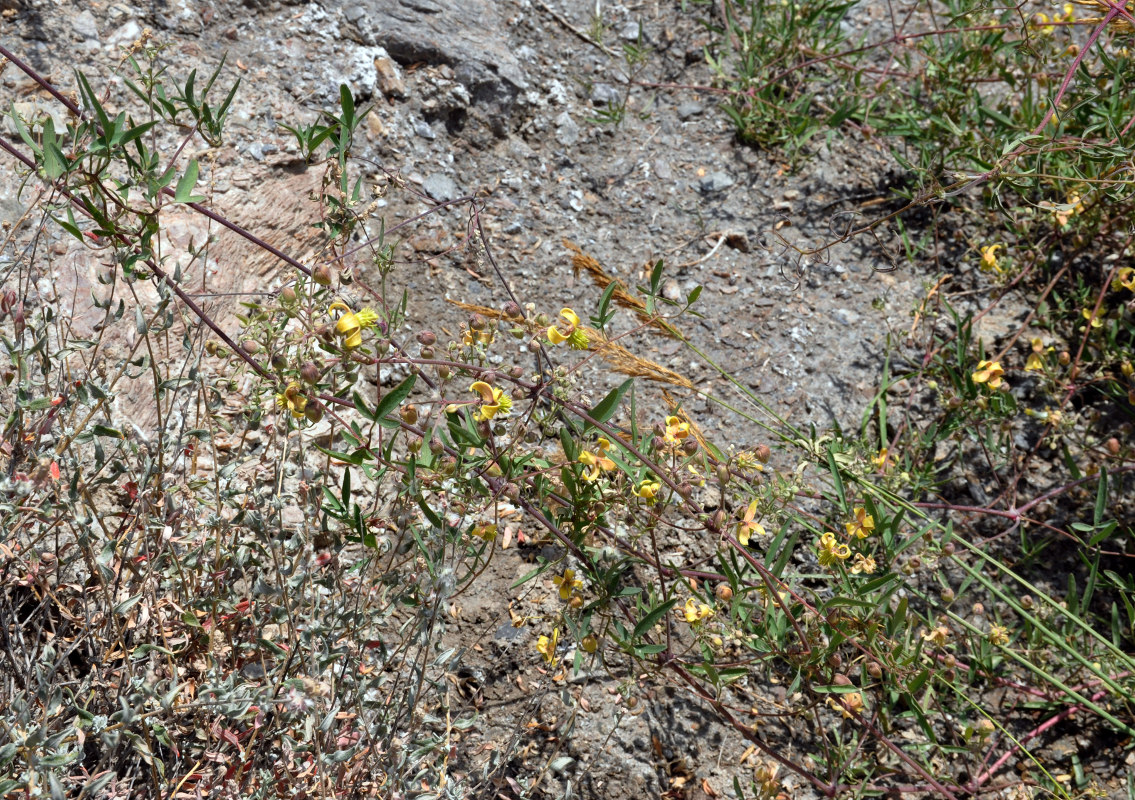 Image of Clematis orientalis specimen.