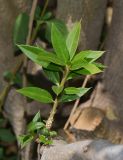 Bonellia macrocarpa