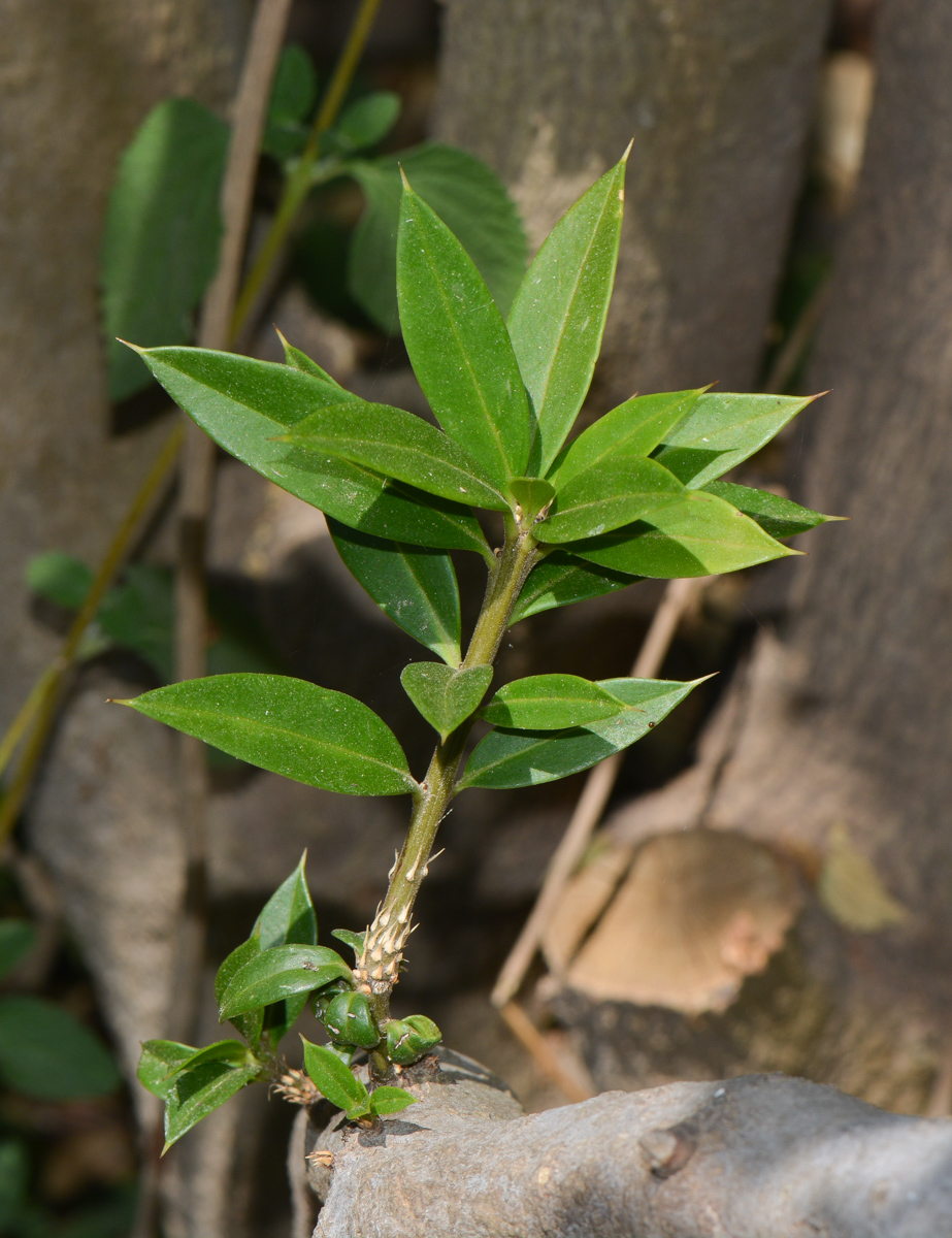 Image of Bonellia macrocarpa specimen.