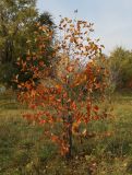 Crataegus submollis