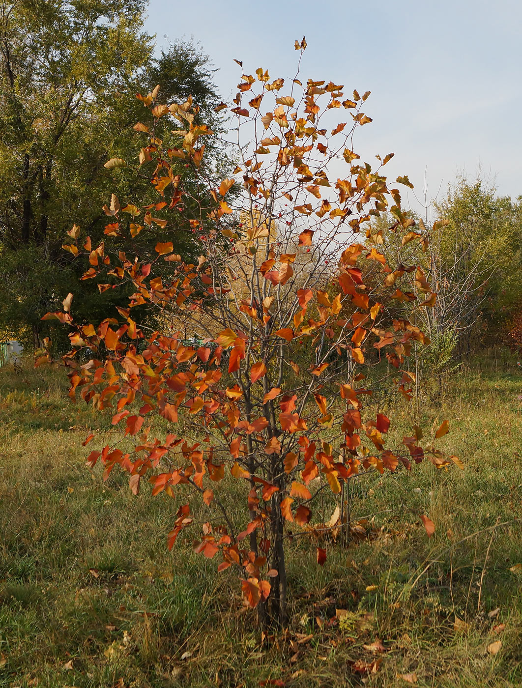 Изображение особи Crataegus submollis.