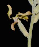Image of taxon representative. Author is Татьяна Мальчинская