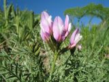 Astragalus pachyrrhizus. Соцветие и листья. Южный Казахстан, Таласский Алатау, запов. Аксу-Жабаглы, ущ. Улькен-Каинды, 1980 м н.у.м., мелкозёмный склон южной экспозиции над таящим телом лавины. 9 июня 2017 г.