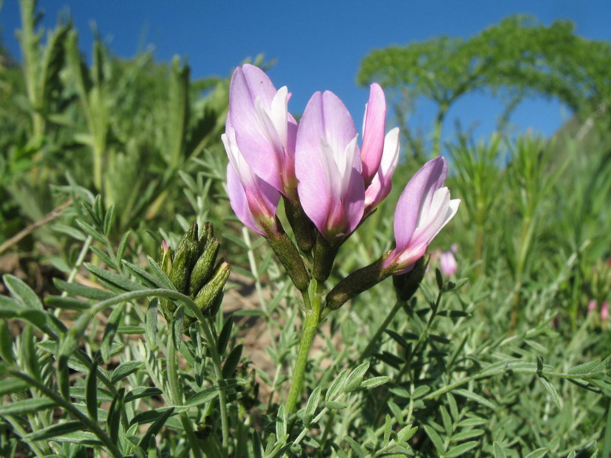 Изображение особи Astragalus pachyrrhizus.