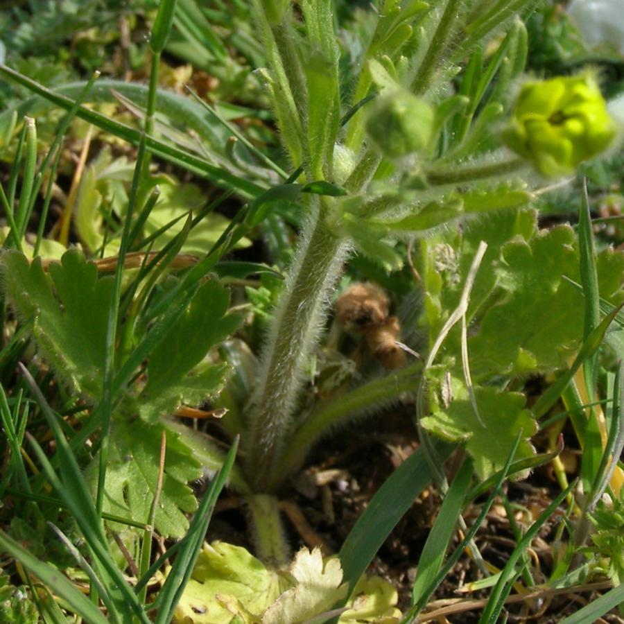 Изображение особи Ranunculus oxyspermus.