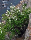 Spiraea flexuosa