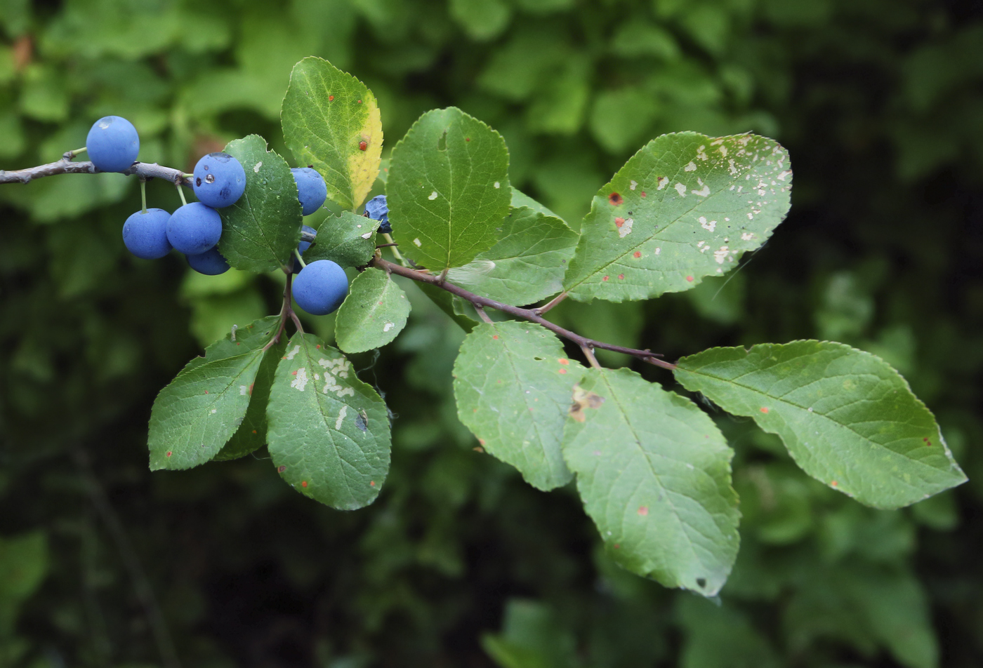 Image of Prunus stepposa specimen.
