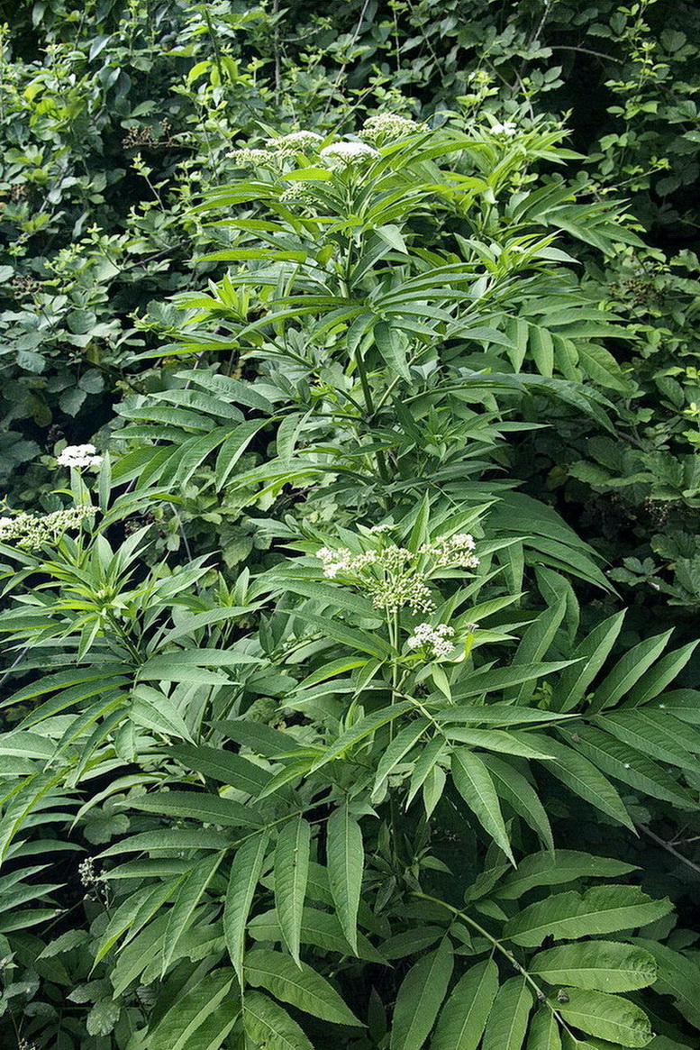 Изображение особи Sambucus ebulus.