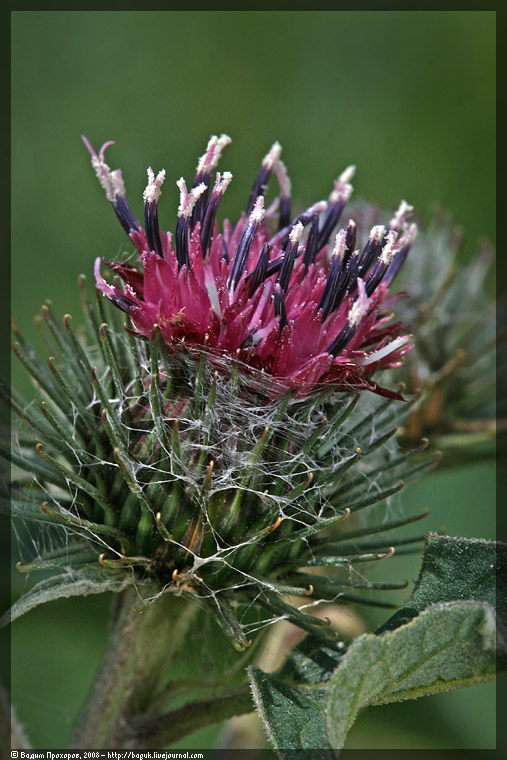 Изображение особи Arctium tomentosum.