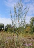 Asparagus officinalis