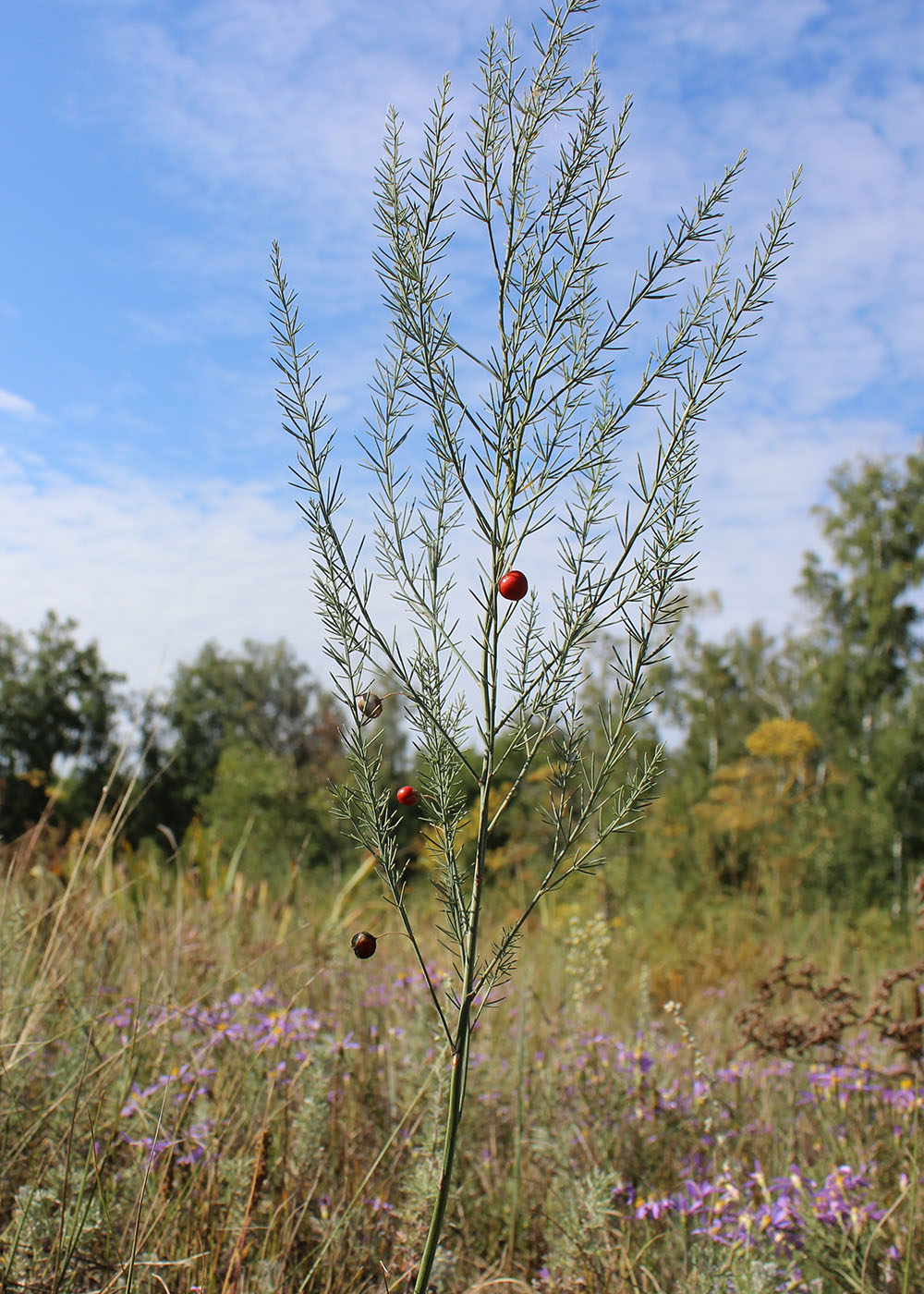 Image of Asparagus officinalis specimen.