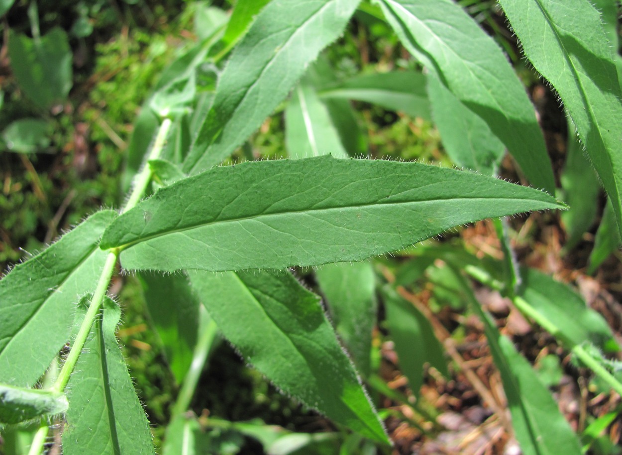 Image of genus Hieracium specimen.