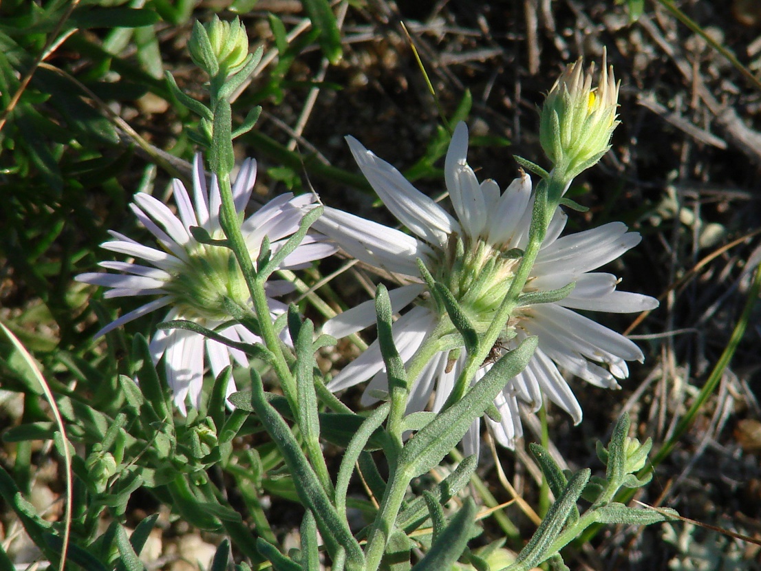 Image of Heteropappus canescens specimen.