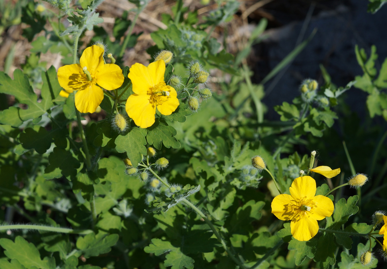 Image of Chelidonium majus specimen.