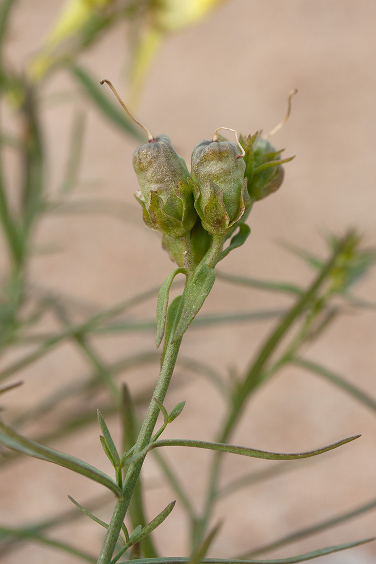 Изображение особи Linaria vulgaris.