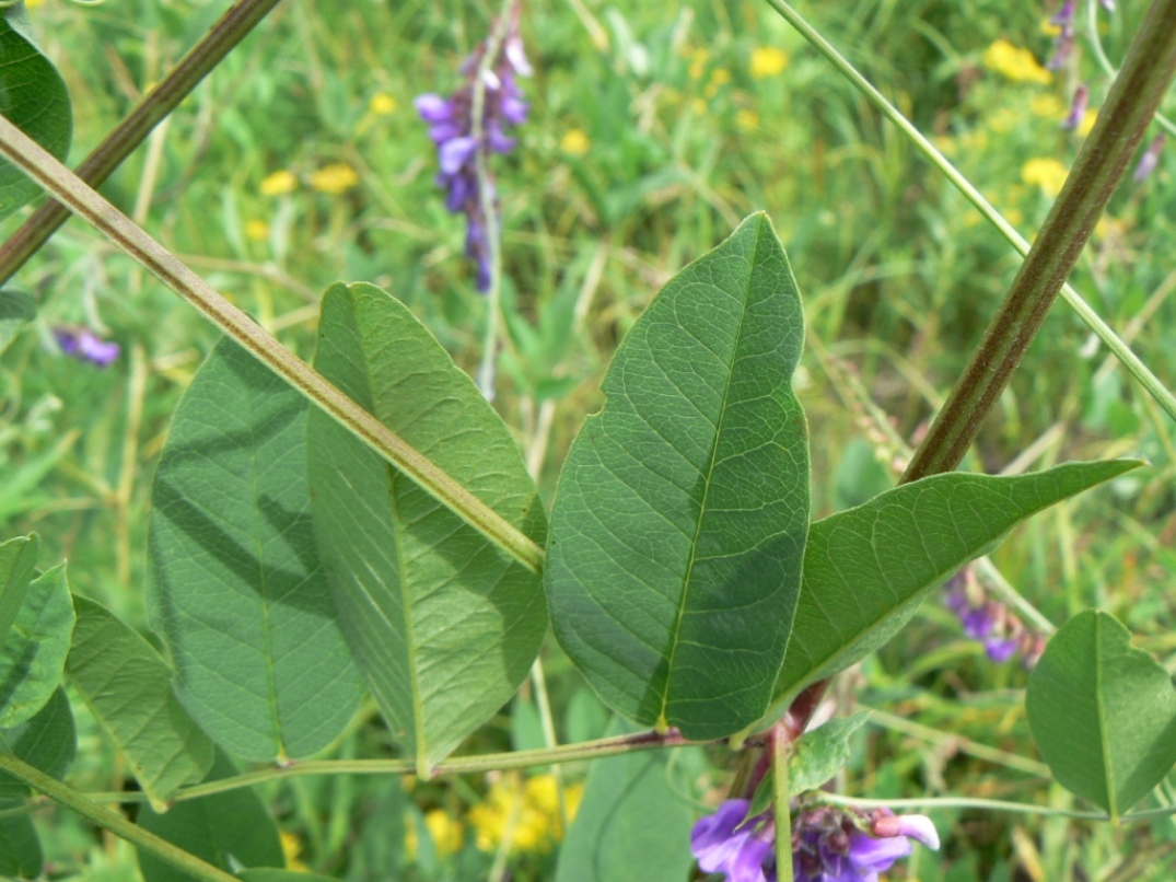 Изображение особи Vicia pseudorobus.