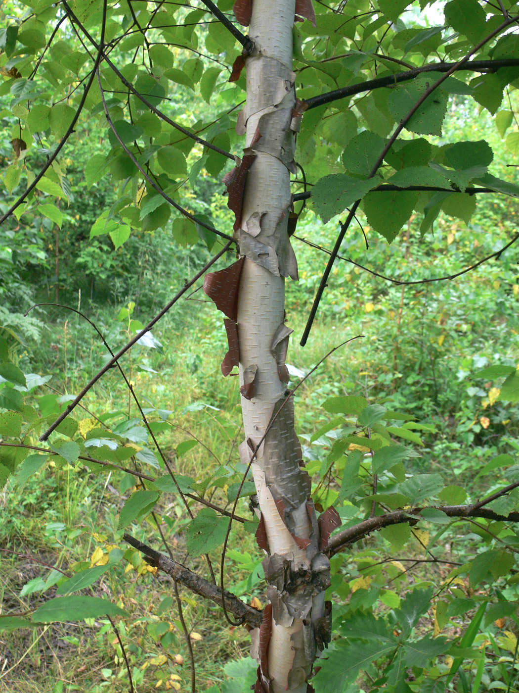 Изображение особи Betula dauurica.