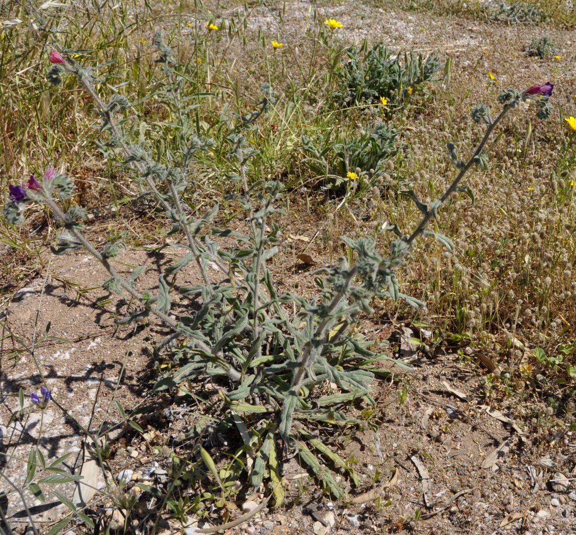 Image of Echium angustifolium specimen.