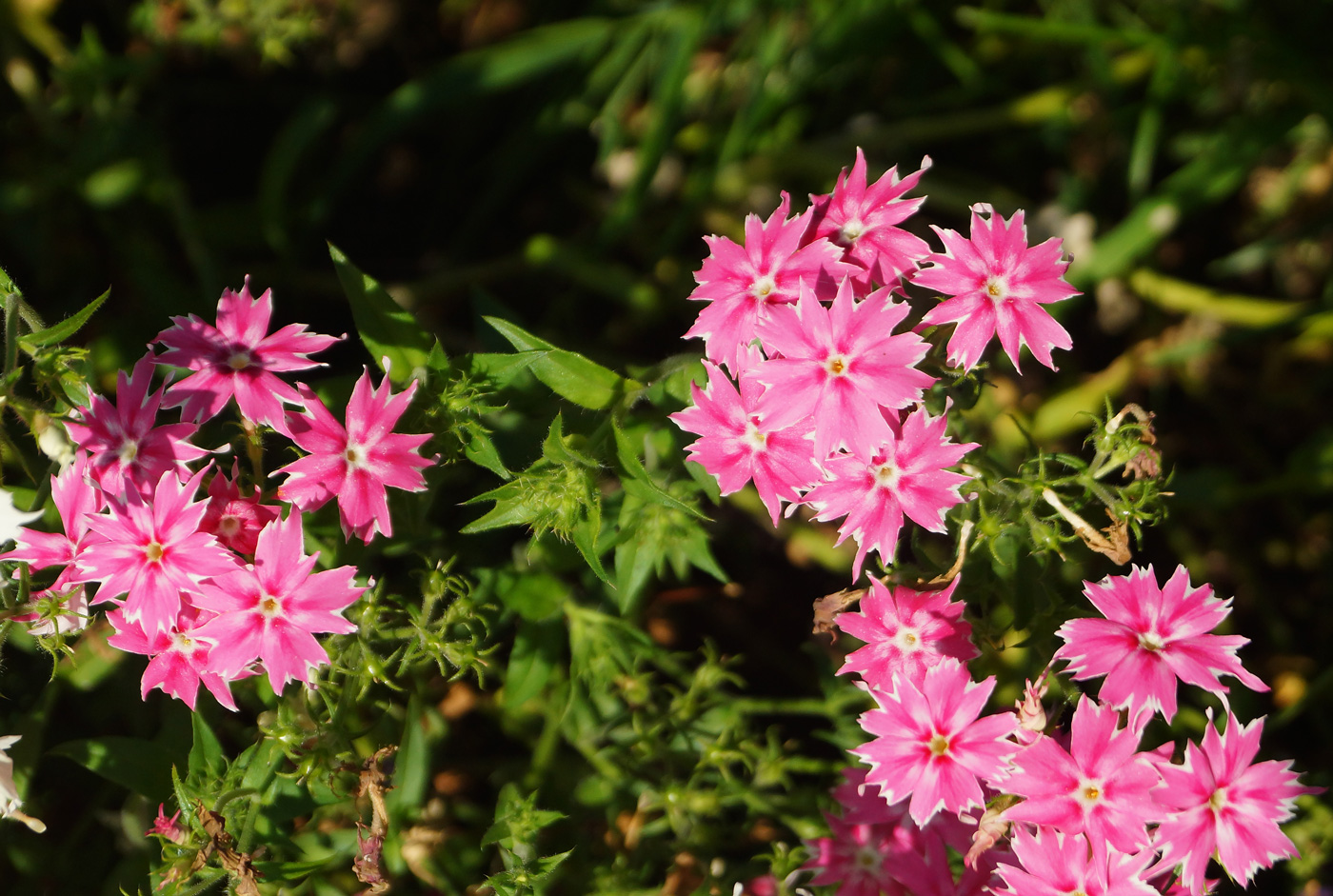 Image of Phlox drummondii specimen.