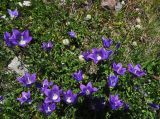 Campanula bellidifolia. Цветущие растения. Кабардино-Балкария, Эльбрусский р-н, верхняя часть долины р. Терскол, рядом с конечной мореной, выс. ок. 2500 м н.у.м. 02.07.2013.