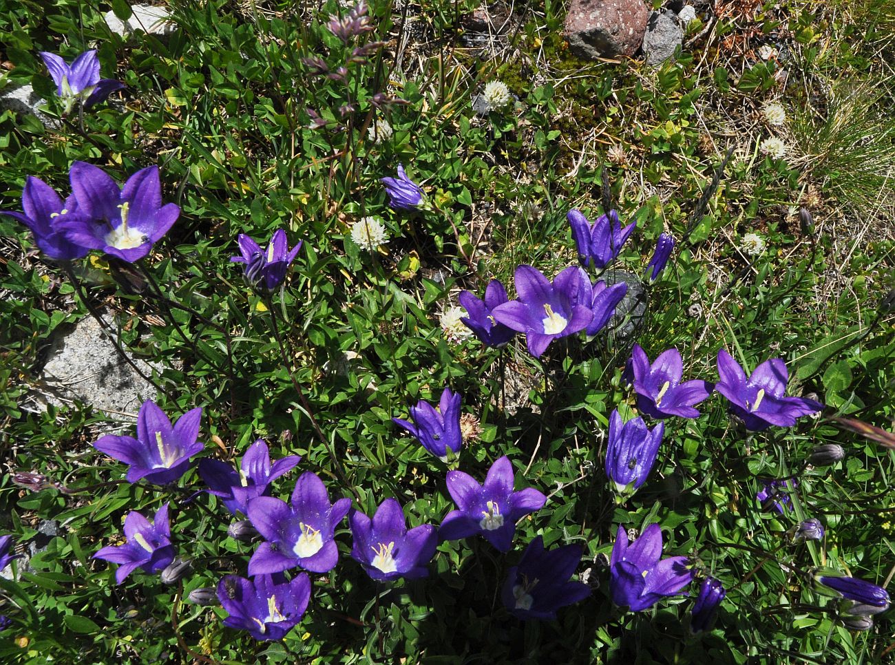 Image of Campanula bellidifolia specimen.