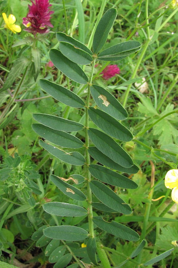 Image of Onobrychis viciifolia specimen.