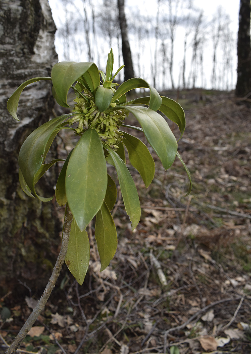 Image of Daphne laureola specimen.