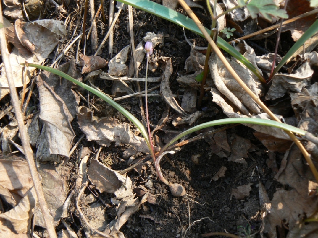 Image of Allium monanthum specimen.