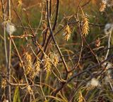 Salix pseudopentandra