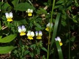 Viola tricolor. Цветущие растения. Чувашия, окр. г. Шумерля, урочище Паланская грива, сосновый лес. 21.05.2018.