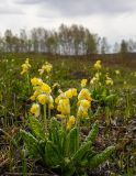 Primula macrocalyx. Цветущее растение. Красноярский край, окр. г. Красноярск, Емельяновский р-н. 28.05.2018.