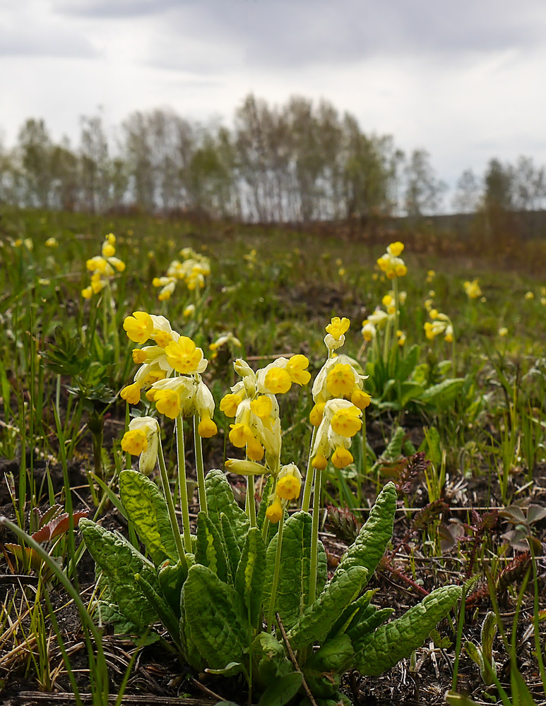 Image of Primula macrocalyx specimen.