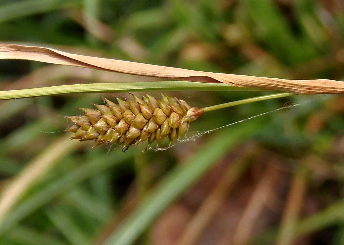 Изображение особи Carex distans.