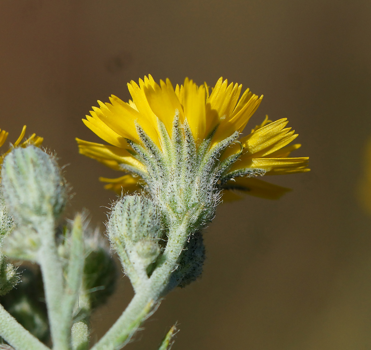 Изображение особи Pilosella procera.