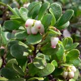 Arctostaphylos uva-ursi