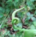 Ophioglossum vulgatum