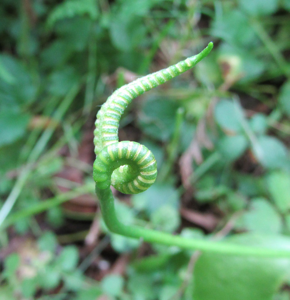 Изображение особи Ophioglossum vulgatum.