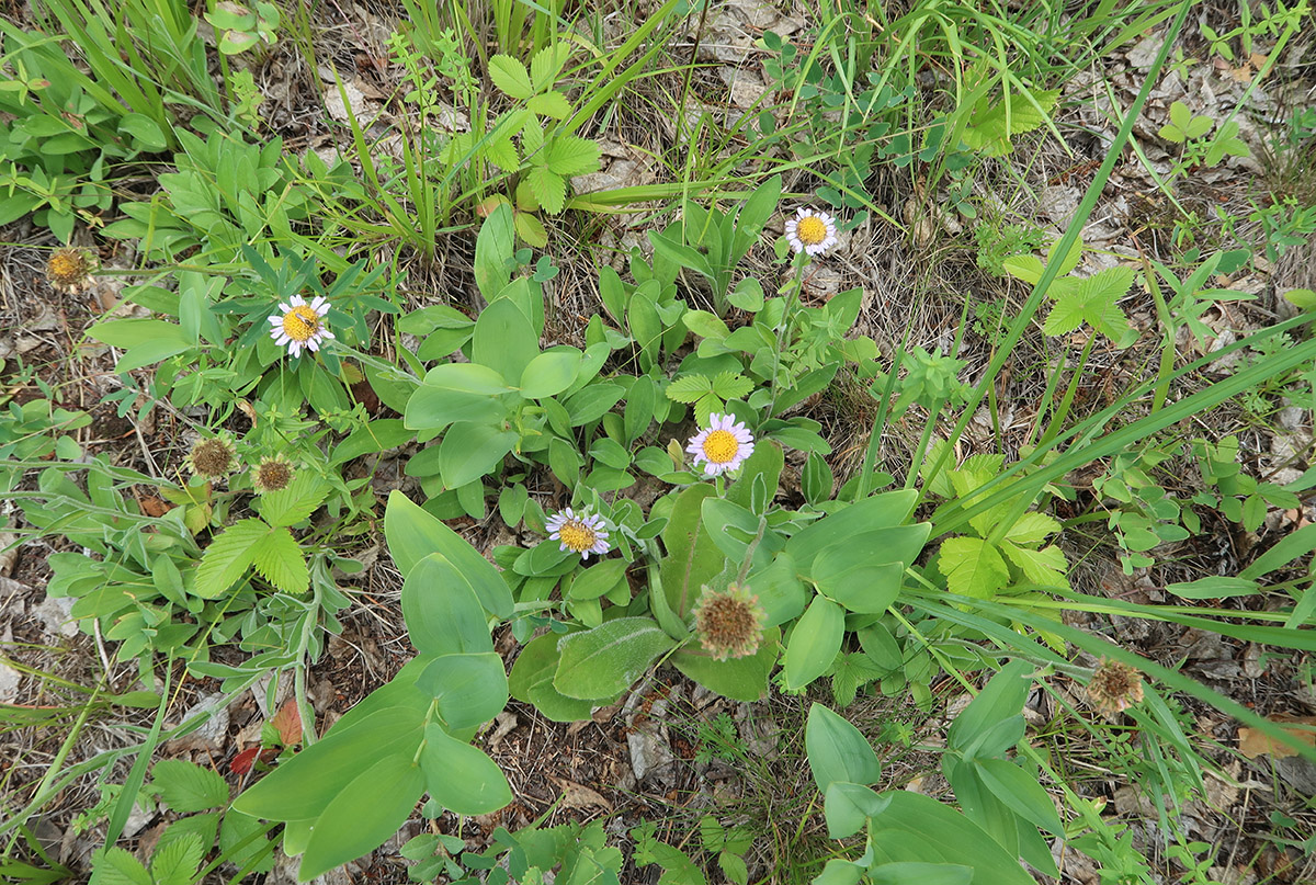 Image of Aster alpinus specimen.