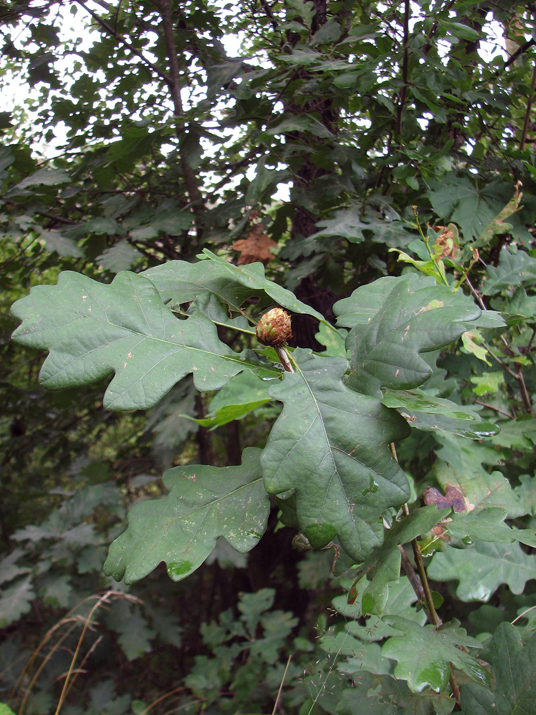 Image of Quercus robur specimen.