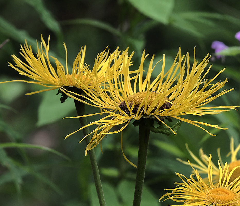 Изображение особи Telekia speciosa.