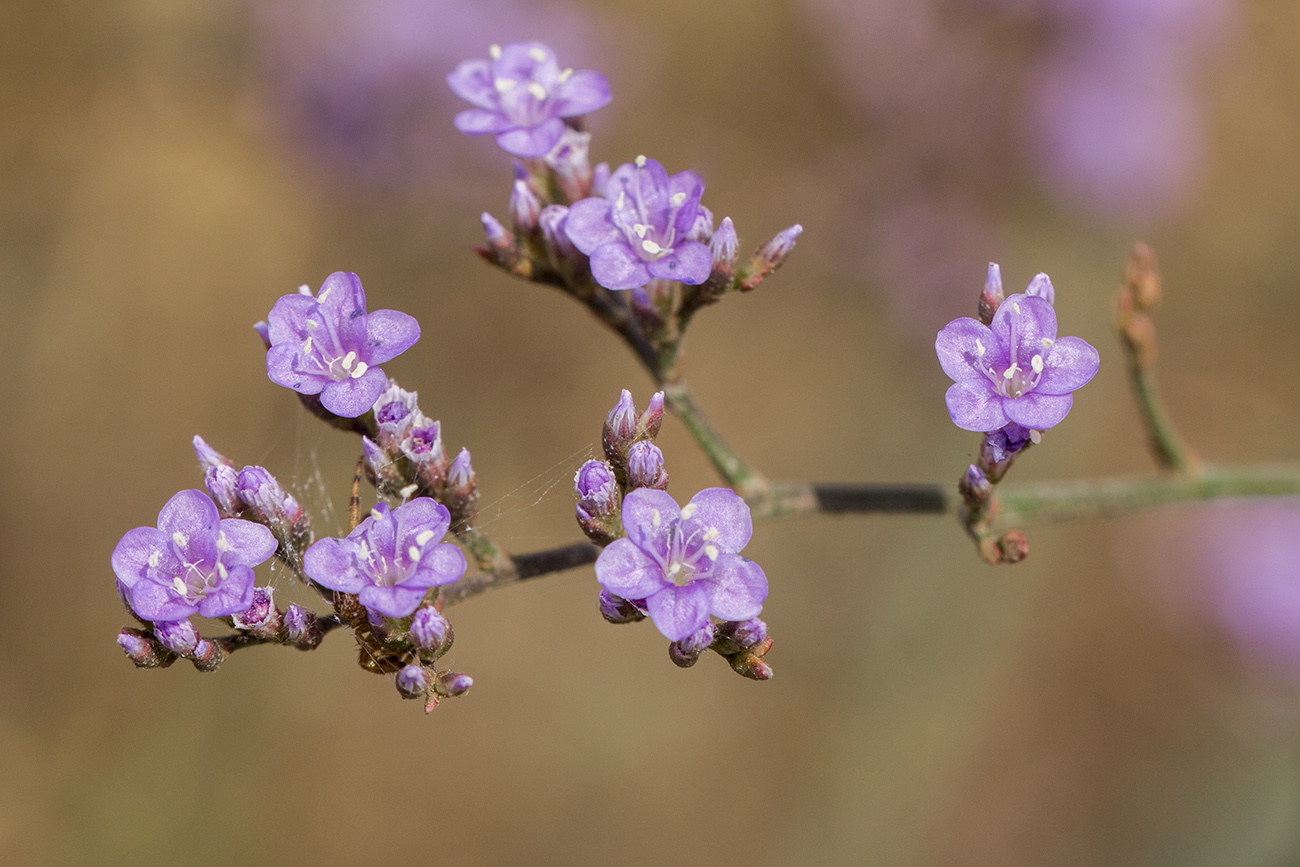 Изображение особи род Limonium.