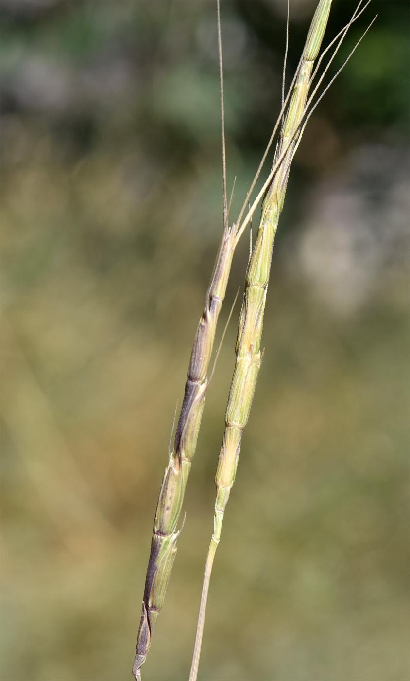 Изображение особи Aegilops cylindrica.