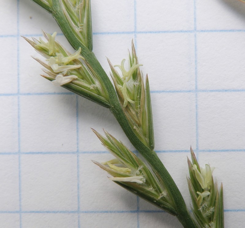 Image of Lolium perenne specimen.