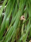 Allium subhirsutum